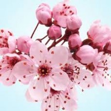 CHERRY'S BLOSSOM YKL087511    color cosmetic ingredients, gmp, oem, soap base, oils, natural, melt & pour