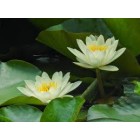 WATERLILY FOREST YKL927711