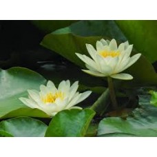 WATERLILY FOREST YKL927711 color cosmetic ingredients, gmp, oem, soap base, oils, natural, melt & pour