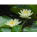 WATERLILY FOREST YKL927711 color cosmetic ingredients, gmp, oem, soap base, oils, natural, melt & pour