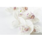 ORCHID BLOSSOM BLISS YKL527711