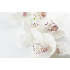 ORCHID BLOSSOM BLISS YKL527711 color cosmetic ingredients, gmp, oem, soap base, oils, natural, melt & pour