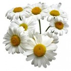 CHAMOMILE YKL2530