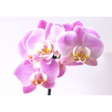 SWEET ORCHID YKL0168 color cosmetic ingredients, gmp, oem, soap base, oils, natural, melt & pour