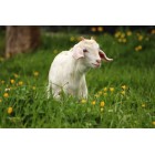 GOAT MILK YKL0065